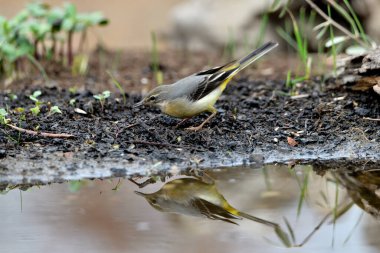 Sandpiper içme ve gölet yansıması (Motacilla cinerea)