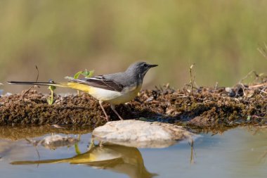 Sandpiper içme ve gölet yansıması (Motacilla cinerea)