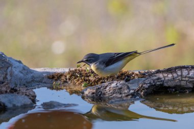 Sandpiper içme ve gölet yansıması (Motacilla cinerea)