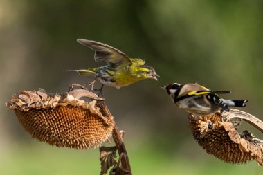 Saka kuşu, tohumları yiyen ve bir ayçiçeğinin üzerinde savaşan ispinoz (Spinus spinus)