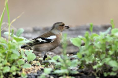 Chaffinch yerde tohum yiyor (Fringilla coelebs)