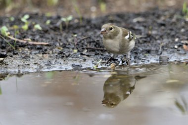 Chaffinch gölet zeminine tünemişti (Fringilla coelebs)