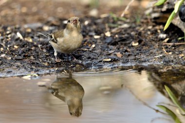 Gölette yaygın yeşil ispinoz (Chloris chloris))