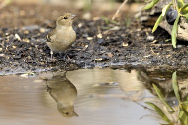 Gölette yaygın yeşil ispinoz (Chloris chloris))