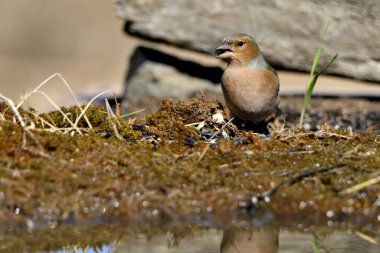 Chaffinch yerde tohum yiyor (Fringilla coelebs)