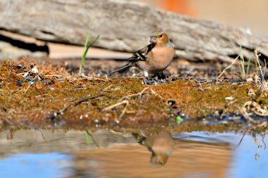 Chaffinch yerde tohum yiyor (Fringilla coelebs)