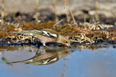Gölette yaygın yeşil ispinoz (Chloris chloris))