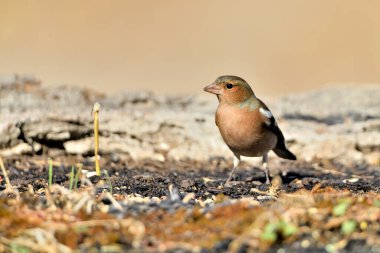 Chaffinch yerde tohum yiyor (Fringilla coelebs)