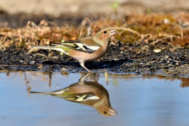Gölette yaygın yeşil ispinoz (Chloris chloris))