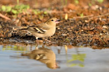 Gölette yaygın yeşil ispinoz (Chloris chloris))