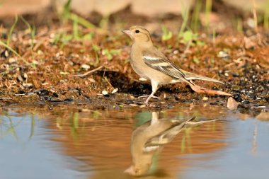 Gölette yaygın yeşil ispinoz (Chloris chloris))