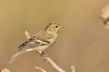 Çaçamuru bir dala tünedi (Fringilla coelebs) 