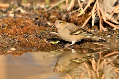 Gölette yaygın yeşil ispinoz (Chloris chloris))