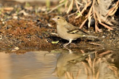 Gölette yaygın yeşil ispinoz (Chloris chloris))