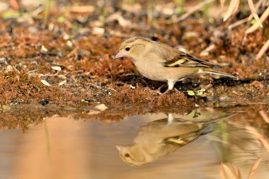 Gölette yaygın yeşil ispinoz (Chloris chloris))