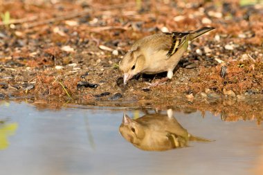 Gölette yaygın yeşil ispinoz (Chloris chloris))