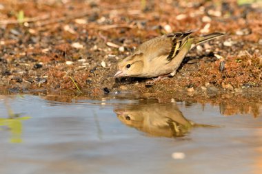 Gölette yaygın yeşil ispinoz (Chloris chloris))