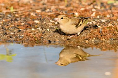 Gölette yaygın yeşil ispinoz (Chloris chloris))