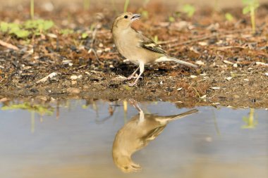 Gölette yaygın yeşil ispinoz (Chloris chloris))
