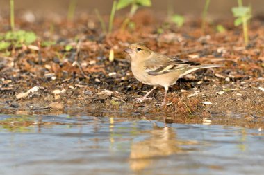 Gölette yaygın yeşil ispinoz (Chloris chloris))
