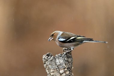 Çaçamuru bir dala tünedi (Fringilla coelebs) 