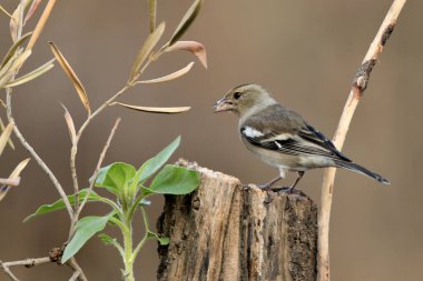 Çaçamuru bir dala tünedi (Fringilla coelebs) 