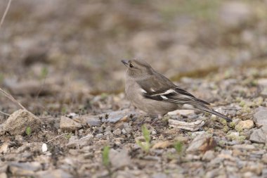Chaffinch yerde tohum yiyor (Fringilla coelebs)