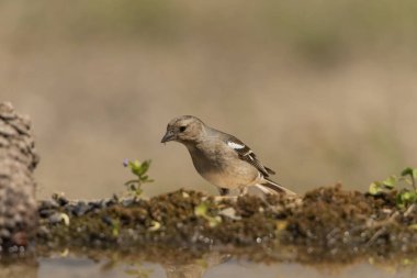 Chaffinch yerde tohum yiyor (Fringilla coelebs)