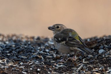 Chaffinch yerde tohum yiyor (Fringilla coelebs)