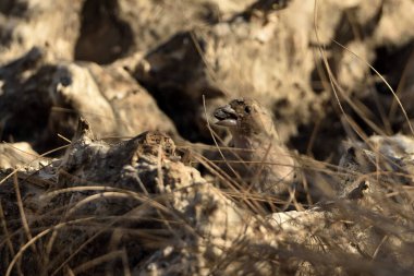 Chaffinch gölet zeminine tünemişti (Fringilla coelebs)