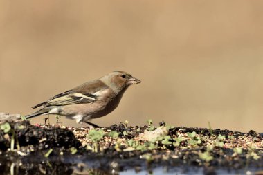 Chaffinch gölet zeminine tünemişti (Fringilla coelebs)