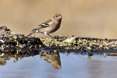 Chaffinch gölet zeminine tünemişti (Fringilla coelebs)