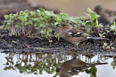 Chaffinch gölet zeminine tünemişti (Fringilla coelebs)