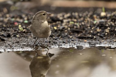 Chaffinch gölet zeminine tünemişti (Fringilla coelebs)