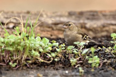 Chaffinch gölet zeminine tünemişti (Fringilla coelebs)