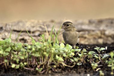 Chaffinch gölet zeminine tünemişti (Fringilla coelebs)