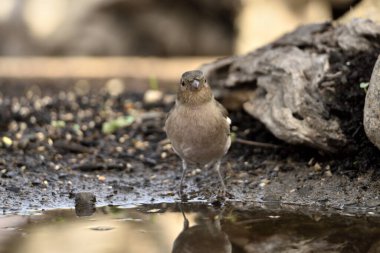 Chaffinch gölet zeminine tünemişti (Fringilla coelebs)