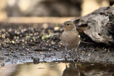 Chaffinch gölet zeminine tünemişti (Fringilla coelebs)