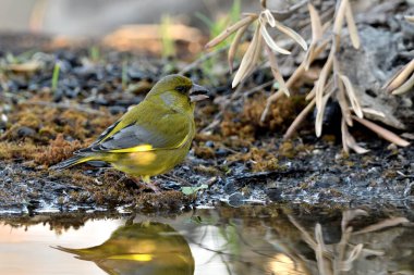 Gölette yaygın yeşil ispinoz (Chloris chloris))