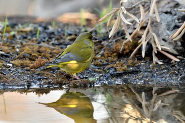 Gölette yaygın yeşil ispinoz (Chloris chloris))