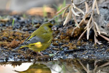 Gölette yaygın yeşil ispinoz (Chloris chloris))