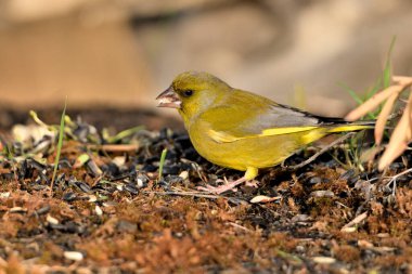 Yerde genel yeşil ispinoz profili (Chloris chloris)