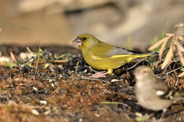 Yerde genel yeşil ispinoz profili (Chloris chloris)
