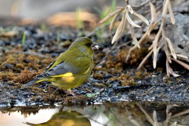 Gölette yaygın yeşil ispinoz (Chloris chloris))