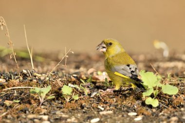 Yerde genel yeşil ispinoz profili (Chloris chloris)
