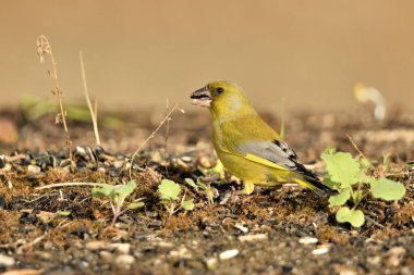 Yerde genel yeşil ispinoz profili (Chloris chloris)