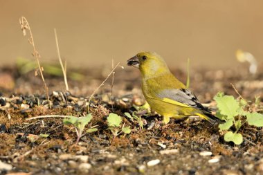 Yerde genel yeşil ispinoz profili (Chloris chloris)