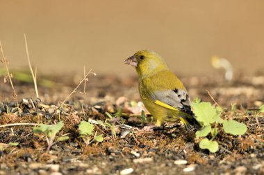Yerde genel yeşil ispinoz profili (Chloris chloris)