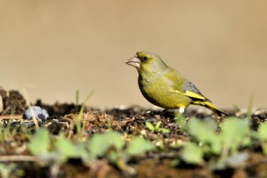 Yerde genel yeşil ispinoz profili (Chloris chloris)