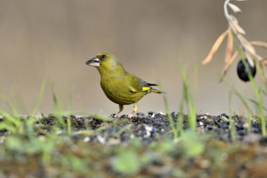 Yerde genel yeşil ispinoz profili (Chloris chloris)